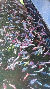 490K views · 10K reactions | rows of betta fish filled in the pond | Alie | Facebook