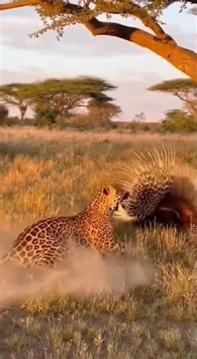 Spike defense works! Porcupine repels jaguar#Hunt #porcupine