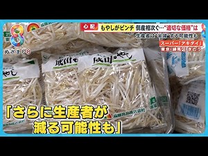 【心配】もやしがピンチ！？ 生産者の倒産相次ぎ“半減”する可能性も どこまで値上げを許容？【めざまし８ニュース】