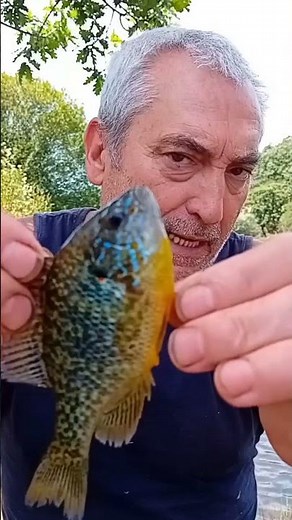La perca sol es una especie invasora muy dañina 🐟 Lepomis gibbosus 🐟 Especies invasoras