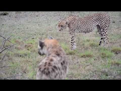 Cheetah vs Hyena