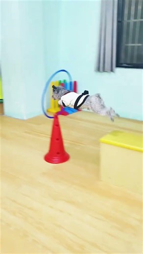 Just another day being a super dog!#dog #teakwondolifestyle #pets #cute #funny #cat #puppy #shorts