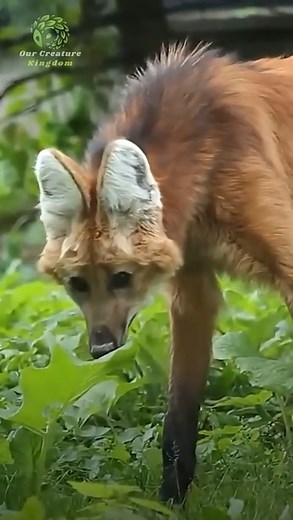 Maned Wolf 力 | Looks Fake — But It’s 100% Real ️‍️ Meet the Maned...