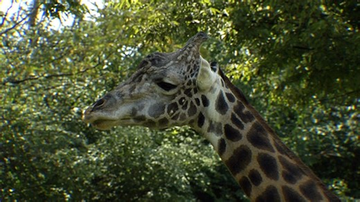 Giraffes back in public view in time for World Giraffe Day at Nashville Zoo