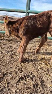 22K views · 27 reactions | The Ranch Life on Reels | Facebook