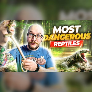 174K views · 1.2K reactions | The 5 Most Dangerous Reptiles In The World! | Wickens Wicked Reptiles | Facebook