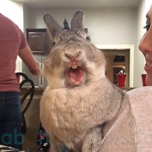 14M views · 15K reactions | Enjoy these wild wascally wabbits!  Want...