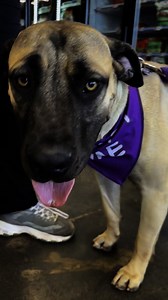 Meet Karma! Karma is a sweet 10-month-old rescue puppy with a heart as big as her name. She’s grown up in a loving home with kids and four other dogs, so she thrives in the company of other pups and will need to go to a home with at least one or two doggy companions. Karma can be a little shy when she’s out of her comfort zone, so she’s looking for a patient and understanding family who will give her the time she needs to feel safe and confident. This gentle girl is both house-trained and crate-