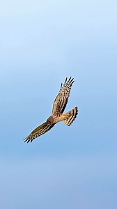 28K views · 2.1K reactions | The northern harrier glides low over the grasses listening for the faint rustle of a hidden vole that will never hear it coming. #northernharrier #pnw #birds #birdsofprey #wildlife #birdsinflight #nature #sonyalpha | Amber Favorite Photography | Facebook