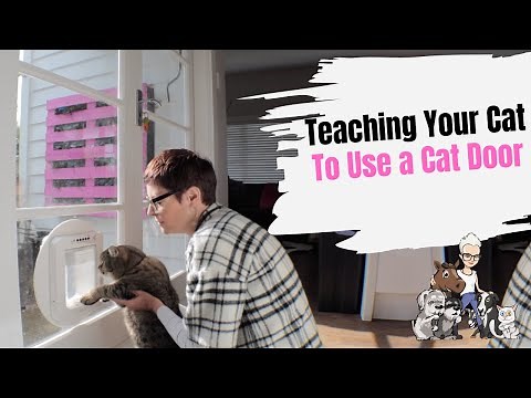 Episode 48: Teaching Your Cat To Use a Cat Door