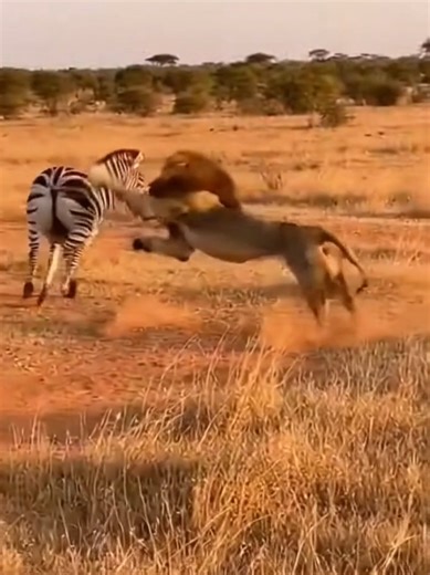 Lion Stalks Zebra in the Wild: A Safari Encounter