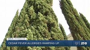 Cedar fever in the Brazos Valley: What it is and how it affects you