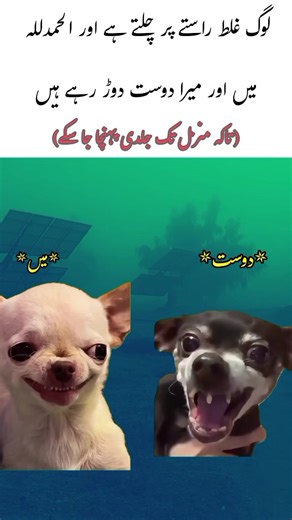 Daily Memes That Will Make You Laugh