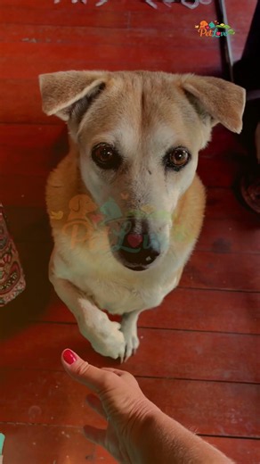 Your Dog Knows Exactly What You're Thinking... 🐕 (Science Explained)