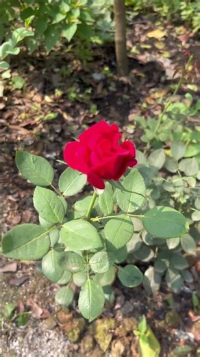 সুবাহানা রাব্বি আলআলা #trending ।#shortvideos #velocidrone #ajhariwaz #shorts