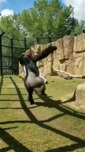 Gorilla Grabs His Tail — Watch What Happens 😮🔥 #animals #lion #gorilla
