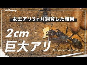 I started breeding Neoponera apicalis.