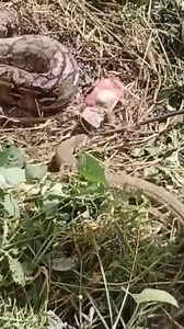 Animal Planet TV on Reels