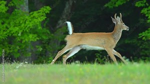 Deer in the wild, male deer running in the Canadian wilderness forest. Deer with antlers run at the meadow during sun set. Cute white-tailed young deer in the grass at Manitoulin Island, Ontario