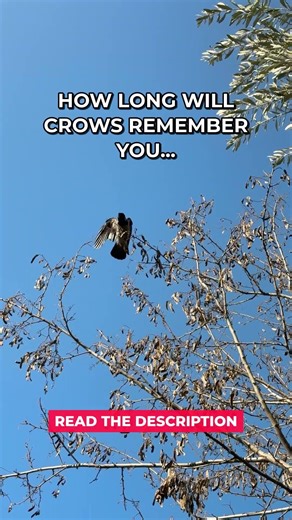 Crows Remember Human Faces #Shorts
