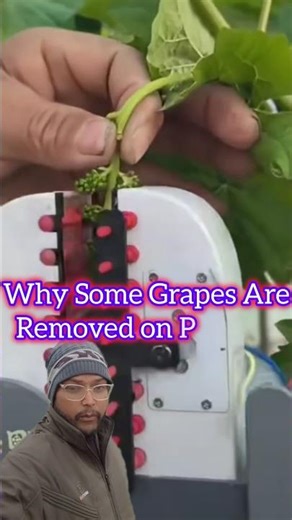 China Uses This Machine to Thin Grape Clusters 😱