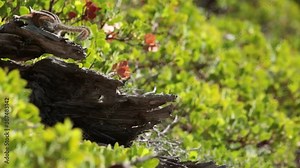 A Uinta chipmunk climbs around on an old weathered tree stump with it's tail switching back and forth in the morning sunlight.