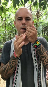 El arpa de boca, también conocida como morchang, guimbarda, trompe es un fascinante instrumento musical de origen asiático que ha sido utilizado a lo largo de la historia en diversas culturas. Este peculiar instrumento consiste en una lengüeta metálica que se coloca en la boca y se vibra con la mano El origen del arpa de boca se remonta a la antigua China y Mongolia, donde se utilizaba tradicionalmente como un instrumento popular en las comunidades nómadas y pastoriles. Con el tiempo, su popular