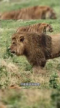 Who is stronger, a tiger or a lion? Let's watch their battle. #Tiger #Lion #WildlifeUpClose