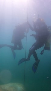 Sea Turtle Camp on Reels