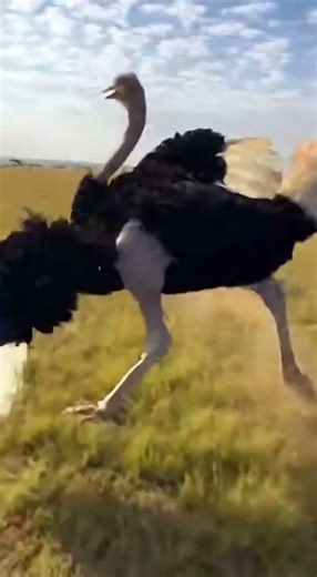 How the Ostrich Scared the Cheetah into Doing a Somersault