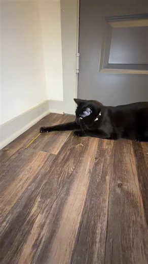 Sometimes I think Oliver is a dog stuck in a cats body. | Cat And Dog