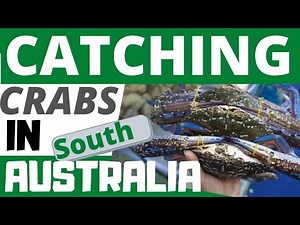 HOW TO CATCH CRABS USING A DROP NET || CRABBING IN SOUTH AUSTRALIA || FREE ULAM!