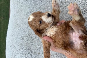 Abigail - Cockapoo Puppy F7BC99