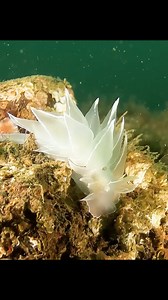 41K views · 38 reactions | Khám phá chiến thuật phòng thủ thông minh của bạch tuộc | Stephen Harris 4 24 | Facebook