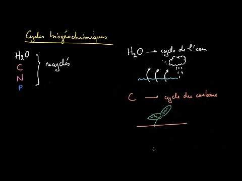 Les cycles biogéochimiques