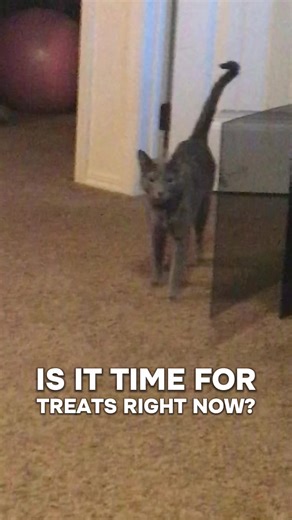 Throw back - Friday. Sometimes I feel like this about 5:00 Friday. I want it, I want it now, and I want off first! Anyone else? #catsoftiktok #russianblue #catmoms #petsoftiktok #fridayfeeling