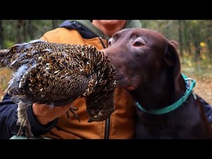 In Pursuit of Spruce Grouse: epic hunt for my dog!