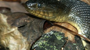 Green Water Snakes: Are They Dangerous and Where Do They Live?