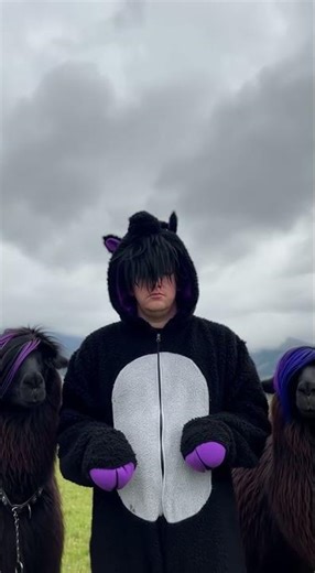 Found the emo llama friend group and now the album cover just happened.