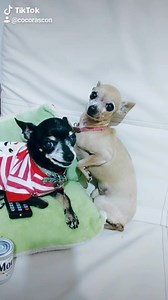 667K views · 36K reactions | El regalo para Rigoperro  de Motita #laindiayuridiayrigoberto La india YuridiaFans #fypシ゚viralシ #chihuahueño #foryoupagе #chistoso #humor #dogs #foryou #cocorascon #perrosgraciosos #laindiayuridia | Motita, Guili, Lulú • Coco Rascón | Facebook