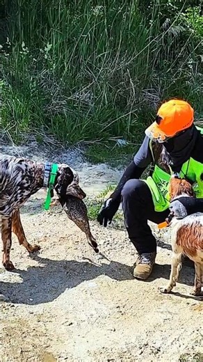 English Setter Steadiness Training