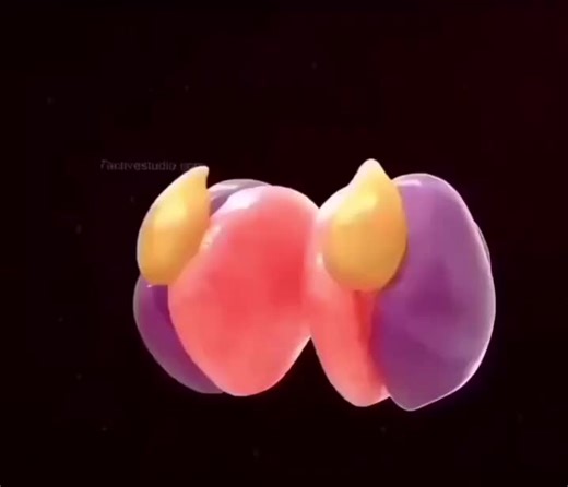 🧠 Ever wondered how the human brain forms? Mind-blowing. 🤯 Brain #Science #Biology #Neuroscience #MindBlowing #ForYou