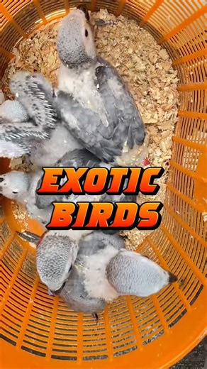 Exotic birds💥💥 #exoticbirds #mannadymarket #mrhobbyisttamil