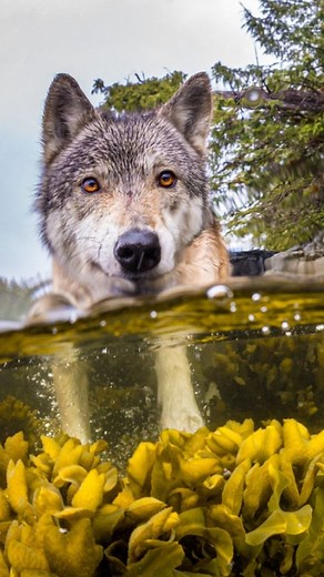 Pacific Wild on Instagram: "🐺🦦Wolves eating sea otters? As sea otter populations rebound, some coastal wolves have shifted their diets in a surprising way, targeting marine mammals. On Pleasant Island, Alaska, sea otters now make up over 80% of some wolves' diets. ⚠️ But this adaptation comes at a cost: scientists found the highest mercury levels ever recorded in wolves worldwide, putting their health at serious risk. And it’s not just Alaska — wolves in British Columbia are also preying on se