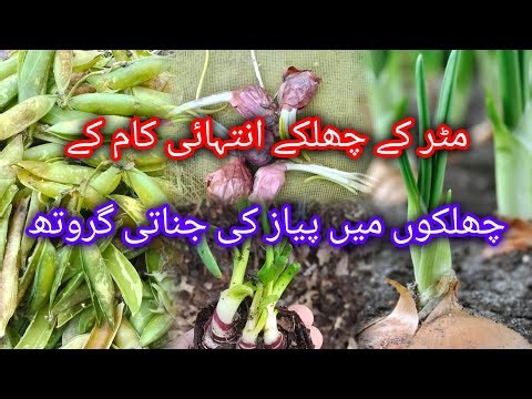 Peas shell Use In Gardening | Organic Compost For Plants | How to Grow Onion In kitchen waste