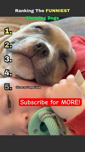 Ranking the funniest sleeping dogs 😂 #shortsfeed