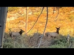 The Ultimate Cow Elk Hunting Adventure!