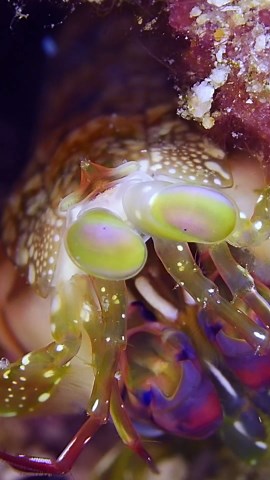 Alien-Looking Shrimp