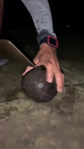Catching Crabs Hidden Inside a Coconut at Night!