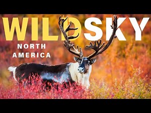 Wild Sky: North America | Animal planet hindi | Wildlife documentary in Hindi